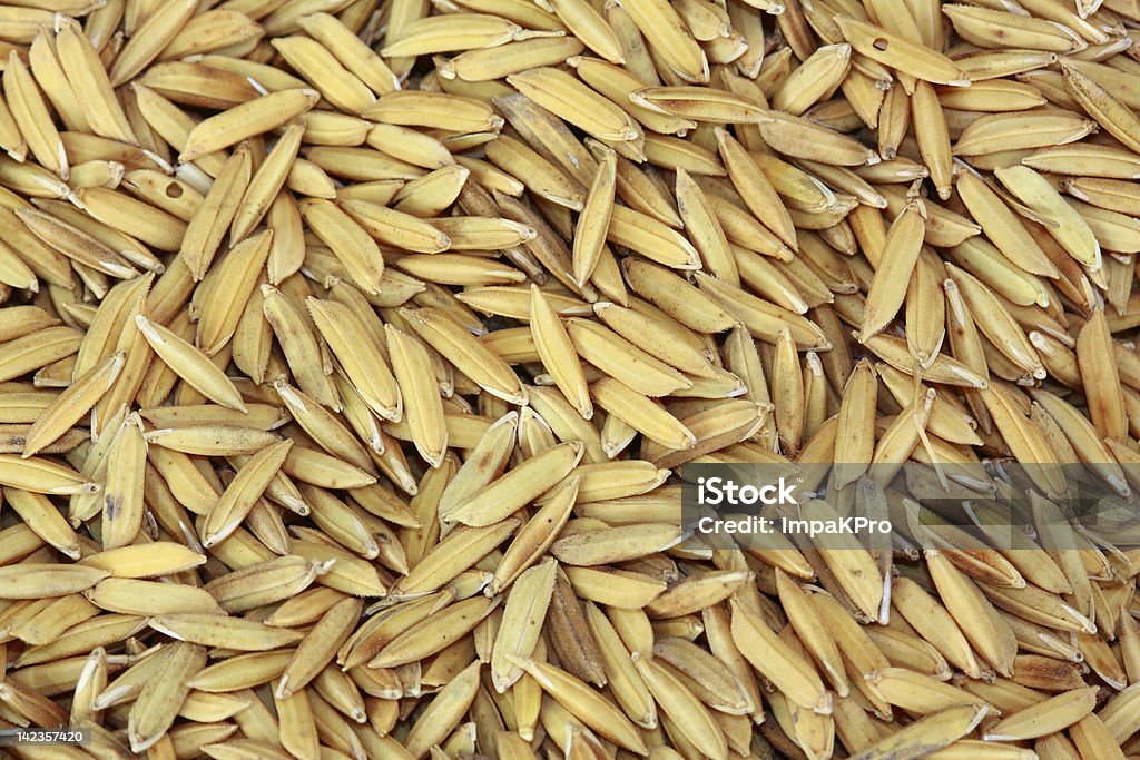 Arroz paddy - Royalty-free Agrafo Foto de stock