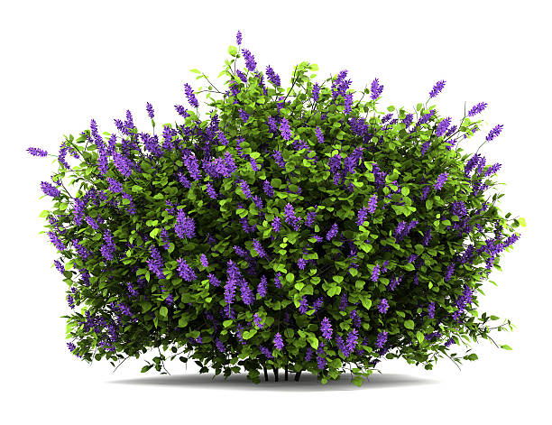lilac flowers bush isolated on white background
