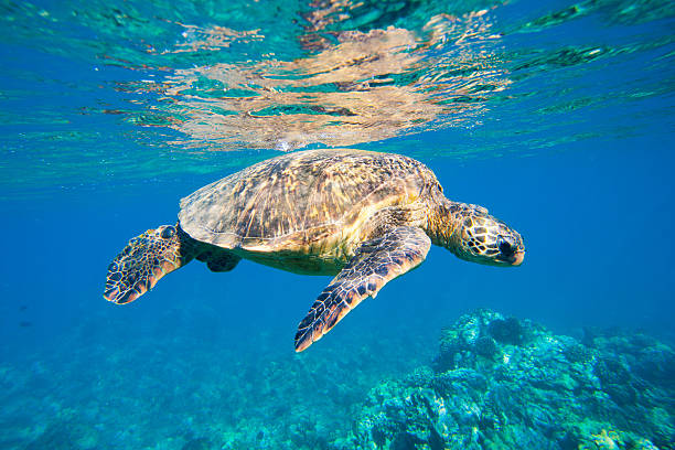 istock Hawaiian Green Sea Turtle Under Water 142357625
