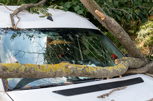 Large tree branch fallen on top of a van after storm