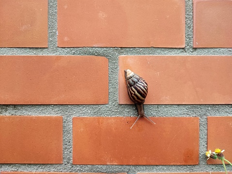 Snail creep slowly in the wall, snail live in the city, animal life.