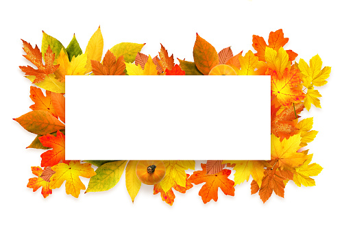 Isolated autumn colorful leaves on white background. Fall concept.