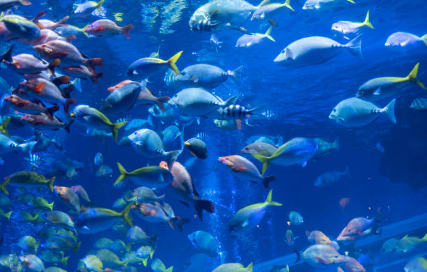 istock shoal of swimming fish 1423580737