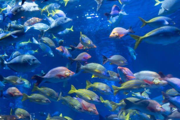 istock shoal of swimming fish 1423581539