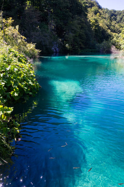 istock Plitvice Lakes National Park, Croatia. 1423584756