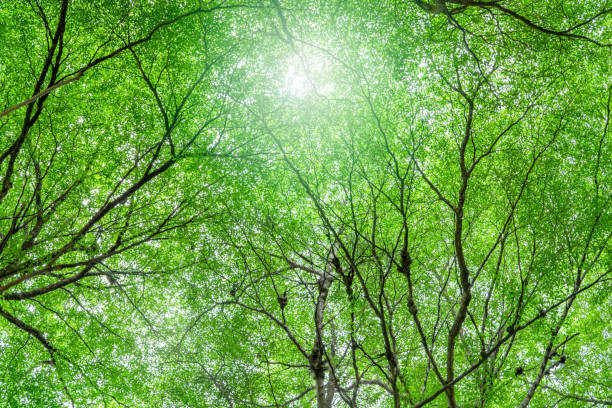istock Bottom view of tree with green leaves and branches in tropical forest. Fresh environment in park. Green tree give oxygen in summer garden. Environmental conservation. Ecology concept. Carbon reduction 1423584820