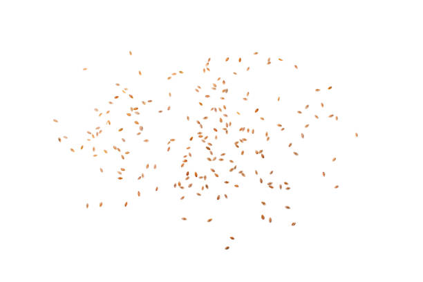 istock Plantago Ovata Seeds Isolated, Psyllium Husk, Isabgol Ispaghula 1423586101
