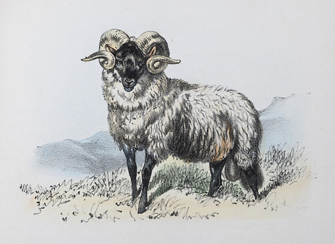Vintage color illustration - Sheep or domestic sheep (Ovis aries)