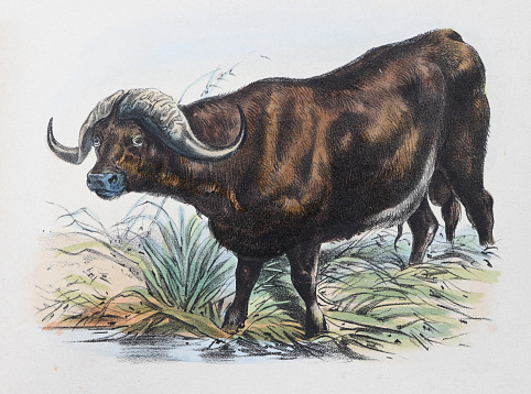 Vintage color illustration - African buffalo or Cape buffalo (Syncerus caffer)