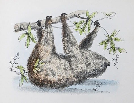 Vintage color illustration - Linnaeus's two-toed sloth (Choloepus didactylus)