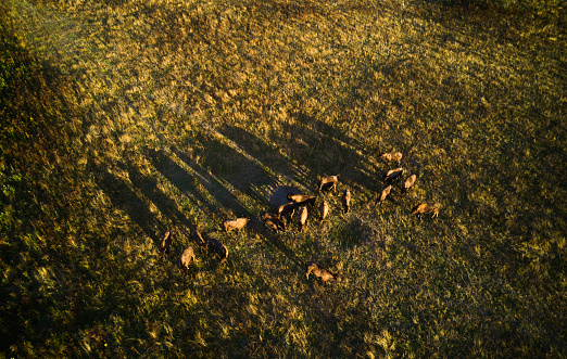 Early morning in a meadow. The animals cast long shadows