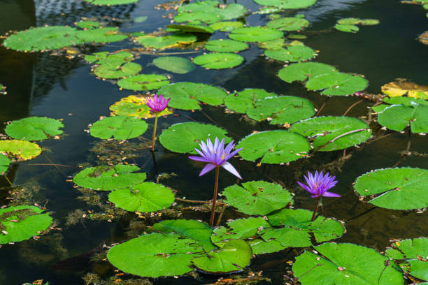 istock Flowers in the pond 1423591993