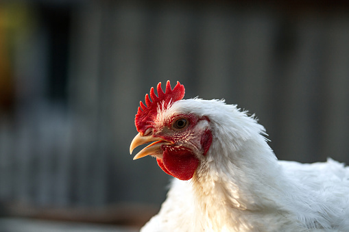 The head of a white rooster broiler. Red comb. Agriculture, animal husbandry