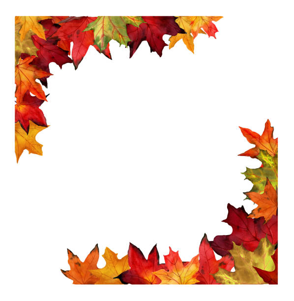 aquarellzeichnung von ahornblättern in ornamentaler umrandung. quadratischer rahmen aus herbstlaub isoliert auf weißem hintergrund. - autumn branch leaf backgrounds stock-grafiken, -clipart, -cartoons und -symbole