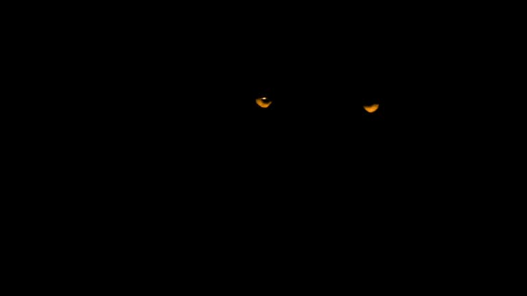 Scary Animal Eyes In The Dark Predator Animal