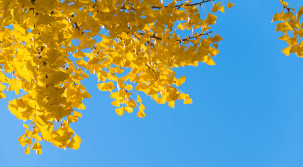 istock Yellow ginkgo tree on blue sky in autumn with copy space background 1423597898