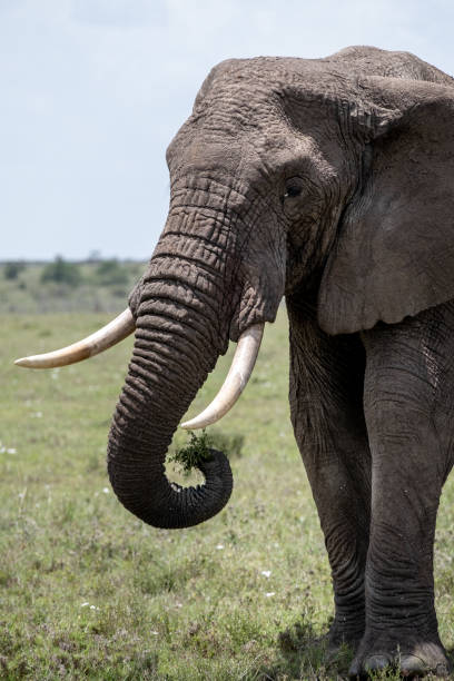 istock KENYA - NAIBOSHO CONSERVATORY PARK 1423598400