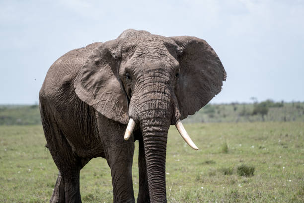 istock KENYA - NAIBOSHO CONSERVATORY PARK 1423598412