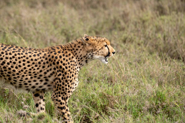 istock KENYA - NAIBOSHO CONSERVATORY PARK 1423598413