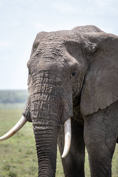 istock KENYA - NAIBOSHO CONSERVATORY PARK 1423598423