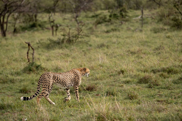 istock KENYA - NAIBOSHO CONSERVATORY PARK 1423598436