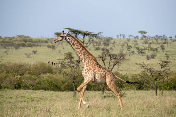 istock KENYA - NAIBOSHO CONSERVATORY PARK 1423598437