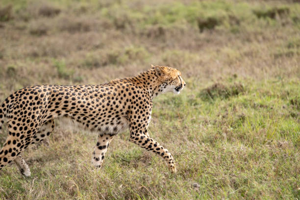 istock KENYA - NAIBOSHO CONSERVATORY PARK 1423598456