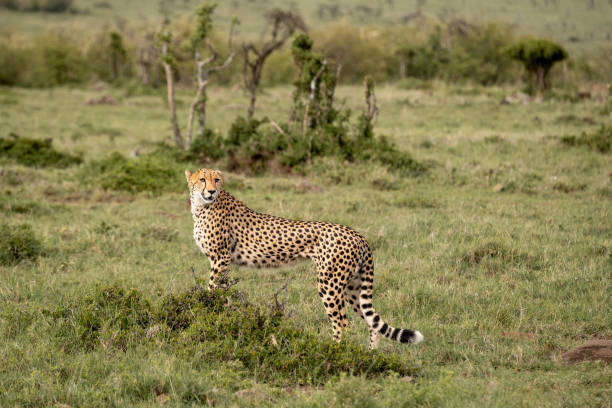 istock KENYA - NAIBOSHO CONSERVATORY PARK 1423598460