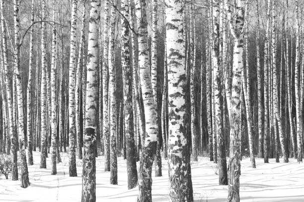 istock Young birches with black and white birch bark in winter 1423599289