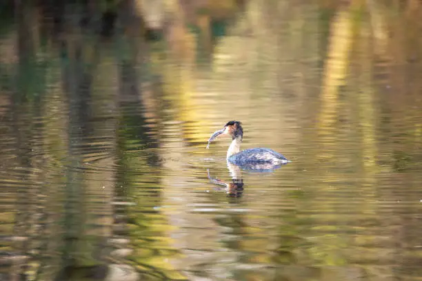 Nettetal - View to Great Crested Grebe has caught a fish, North Rhine Westphalia, Germany, 25.01.2016