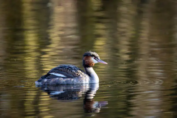 Nettetal - View to Great Crested Grebe, North  Rhine Westphalia, Germany, 25.01.2016
