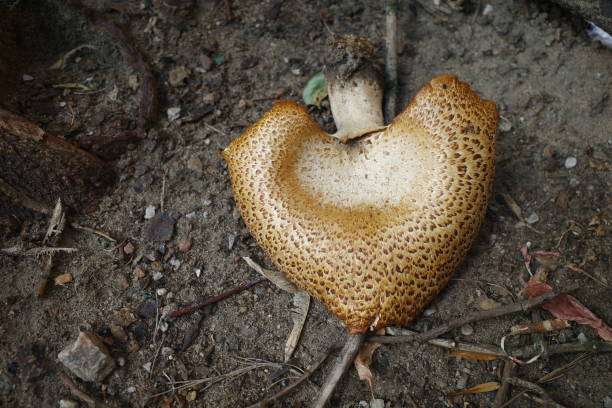 istock the torn tinder mushroom is lying on the ground 1423600495