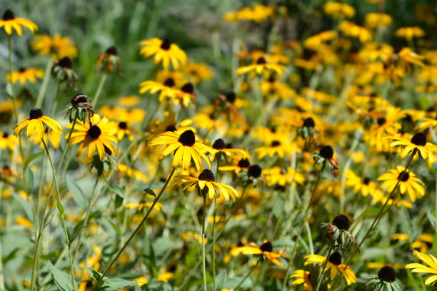 istock Black-eyed Susan 1423600905