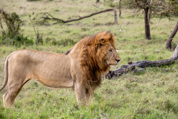 istock KENYA - NAIBOSHO CONSERVATORY PARK 1423601154