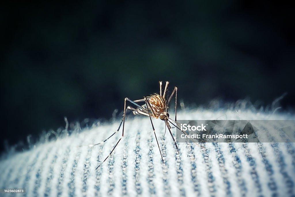 Aedes japonicus Asian Bush Mosquito Insect Aedes japonicus Asian Bush Mosquito Insect. Digitally Enhanced Photograph. Aedes Mosquito Stock Photo