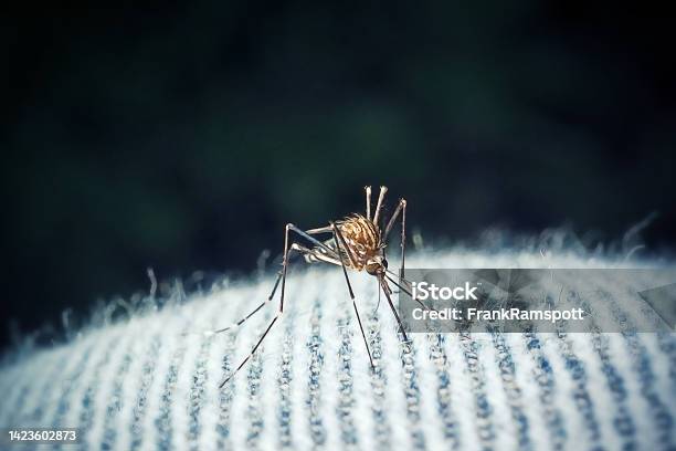 Aedes Japonicus Asian Bush Mosquito Insect Stock Photo - Download Image Now - Aedes Mosquito, Animal, Animal Body Part