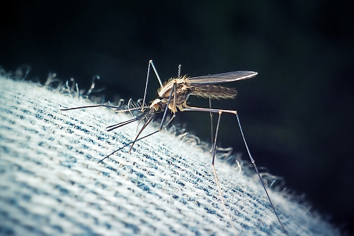 Mosquito on human skin sucking blood diagonal view background 3d rendering