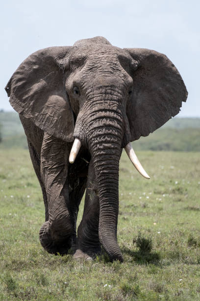 istock KENYA - NAIBOSHO CONSERVATORY PARK 1423603110