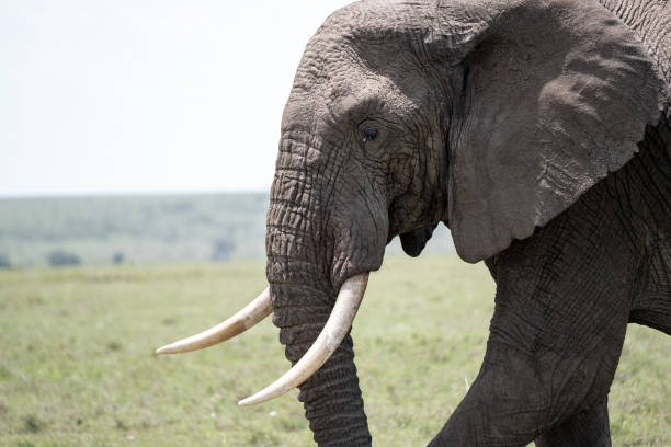 istock KENYA - NAIBOSHO CONSERVATORY PARK 1423603126
