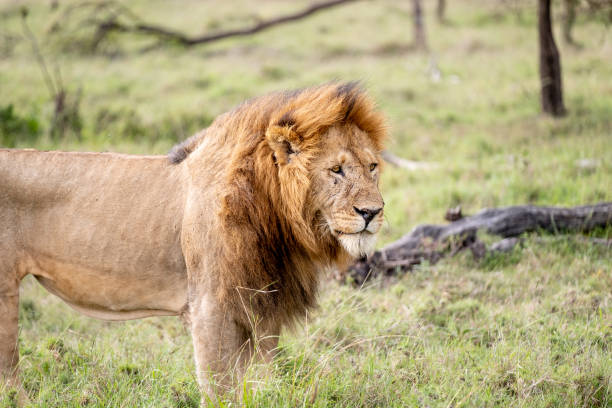 istock KENYA - NAIBOSHO CONSERVATORY PARK 1423603191