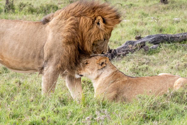 istock KENYA - NAIBOSHO CONSERVATORY PARK 1423603199