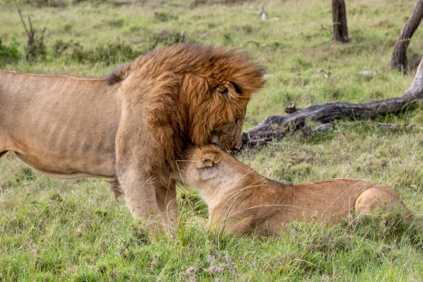 istock KENYA - NAIBOSHO CONSERVATORY PARK 1423603203