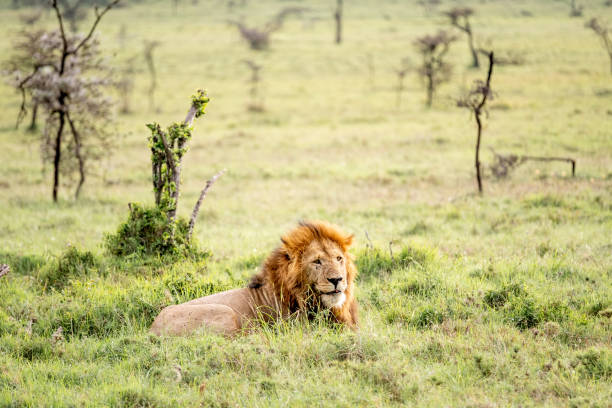 istock KENYA - NAIBOSHO CONSERVATORY PARK 1423603218