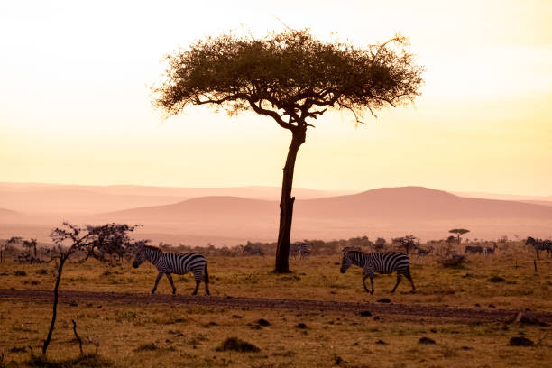 istock KENYA - NAIBOSHO CONSERVATORY PARK 1423603222