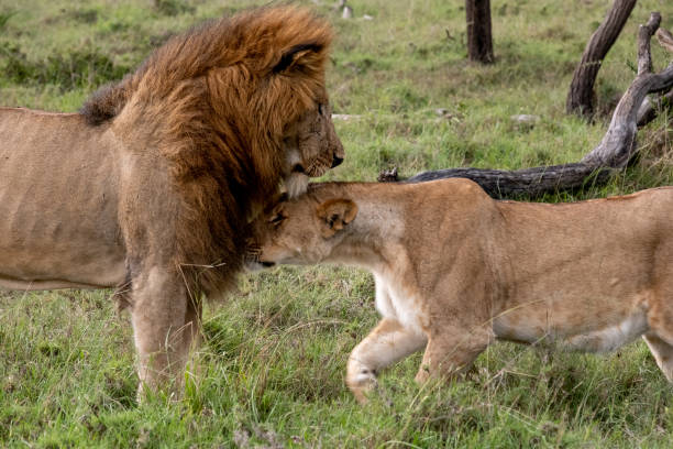 istock KENYA - NAIBOSHO CONSERVATORY PARK 1423603252