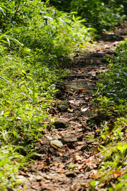 istock Mountain hiking trail lit by the sun in midsummer sunlight. 1423603977