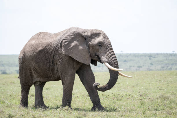 istock KENYA - NAIBOSHO CONSERVATORY PARK 1423604544