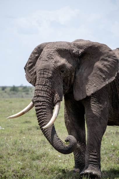 istock KENYA - NAIBOSHO CONSERVATORY PARK 1423604548