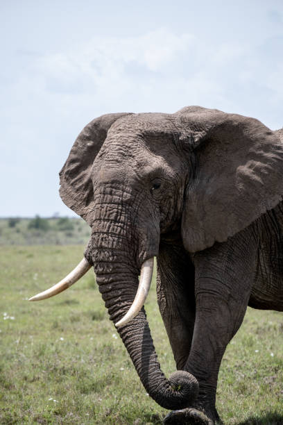 istock KENYA - NAIBOSHO CONSERVATORY PARK 1423604549