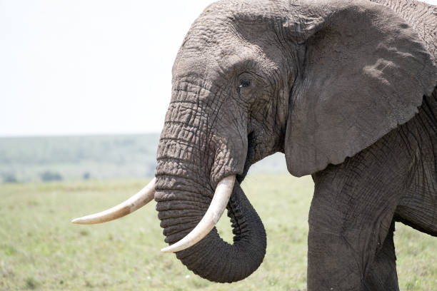 istock KENYA - NAIBOSHO CONSERVATORY PARK 1423604551